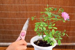 園藝花卉APP定制開(kāi)發(fā)提供花卉選購、養護、園藝教育等服務(wù)
